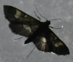 Syngamia falsidicalis