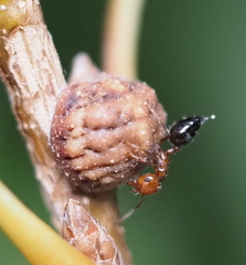 Allokermes galliformis