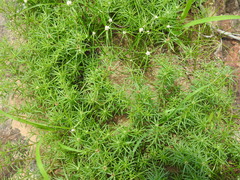 Cyperus seslerioides
