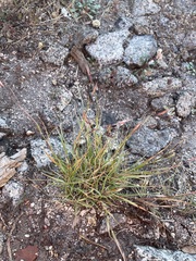 Danthonia unispicata