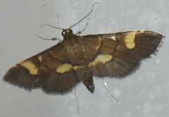Syngamia falsidicalis