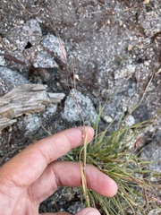 Danthonia unispicata