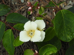 Calochortus apiculatus