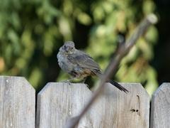 Melozone crissalis