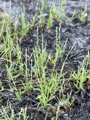 Muhlenbergia filiformis