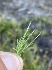 Muhlenbergia filiformis