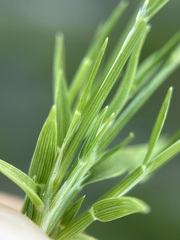 Muhlenbergia filiformis