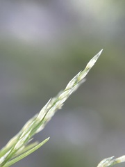 Muhlenbergia filiformis