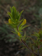 Orthocarpus luteus