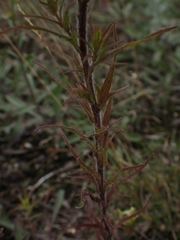Orthocarpus luteus