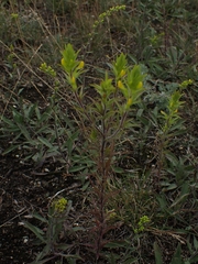 Orthocarpus luteus