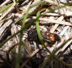 Dasymutilla canella