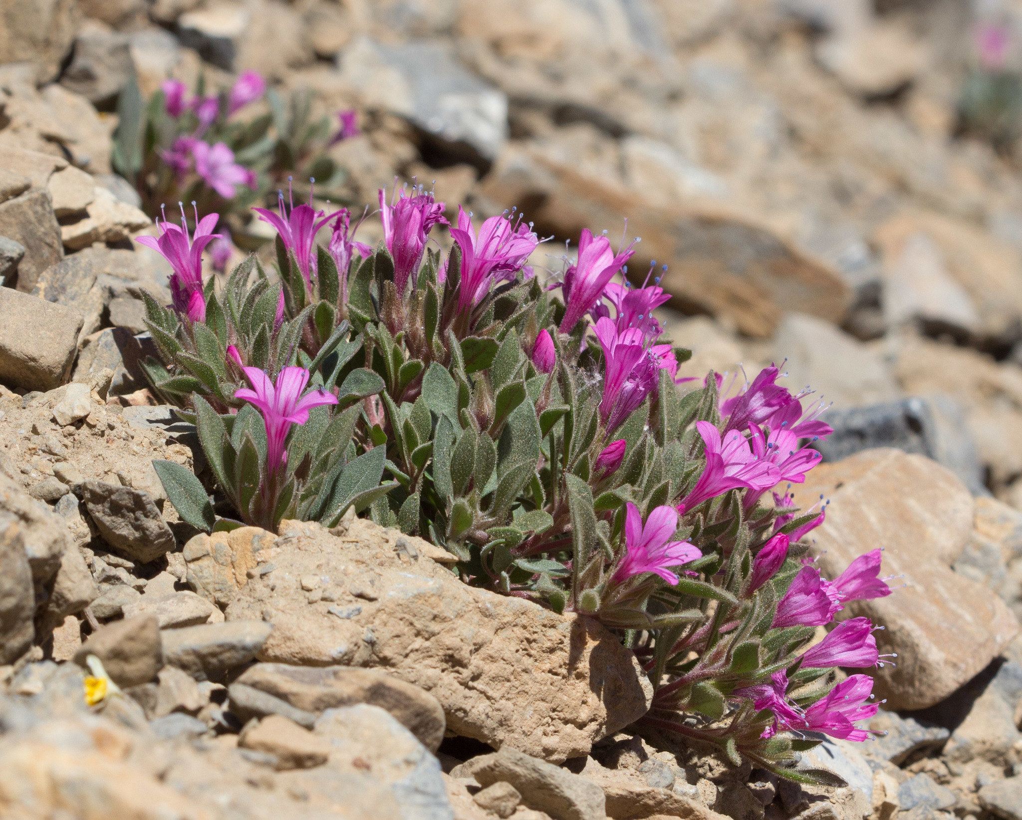 Collomia debilis var. debilis