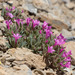Alpine Collomia - Photo (c) Bill Gray, some rights reserved (CC BY-NC), uploaded by Bill Gray