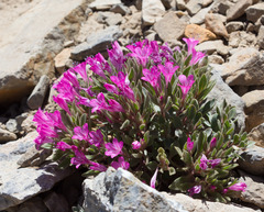 Collomia debilis debilis