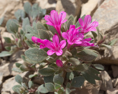 Collomia debilis debilis