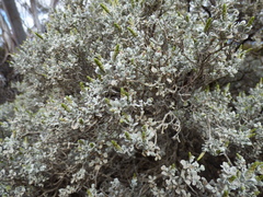 Cratystylis conocephala