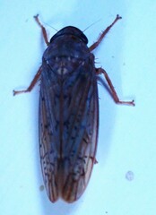 Ponana rubida
