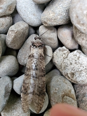 Dysmicohermes disjunctus