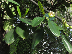 Blakea granatensis