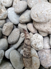 Dysmicohermes disjunctus