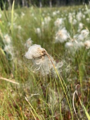 Eriophorum gracile