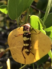 Neoclytus magnus