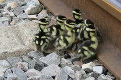 Dendrocygna autumnalis