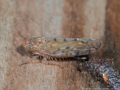 Osbornellus rotundus