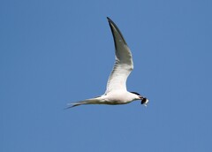 Sterna hirundo longipennis