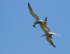 Sterna hirundo longipennis
