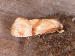 Cochylis caulocatax