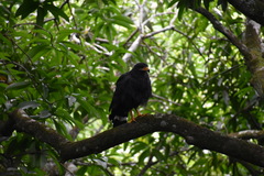 Buteogallus anthracinus