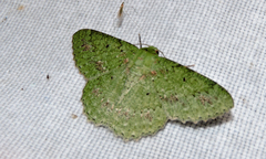 Herochroma cristata