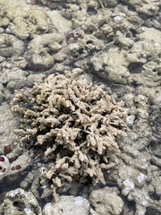 Acanthophora spicifera