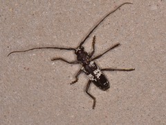 Enaphalodes taeniatus