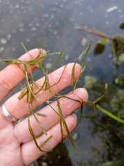 Potamogeton compressus