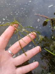 Potamogeton compressus