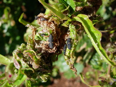 Coccinella undecimpunctata