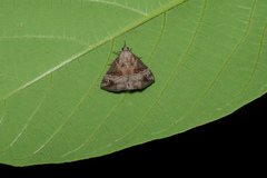 Hypena indicatalis