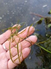 Potamogeton compressus