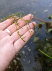 Potamogeton compressus