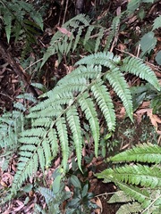 Microlepia obtusiloba