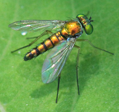 Condylostylus flavipes