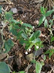 Talinum fruticosum