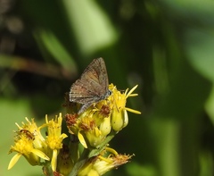Satyrium behrii