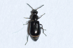 Attalus terminalis