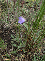 Campanula petiolata