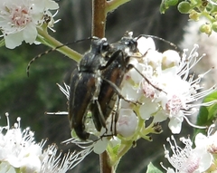 Brachyleptura