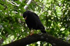 Buteogallus anthracinus